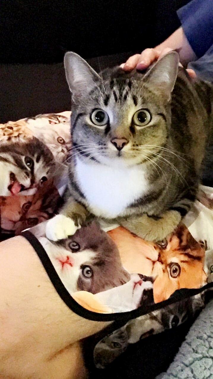 Cat Shorts Approved by Cat