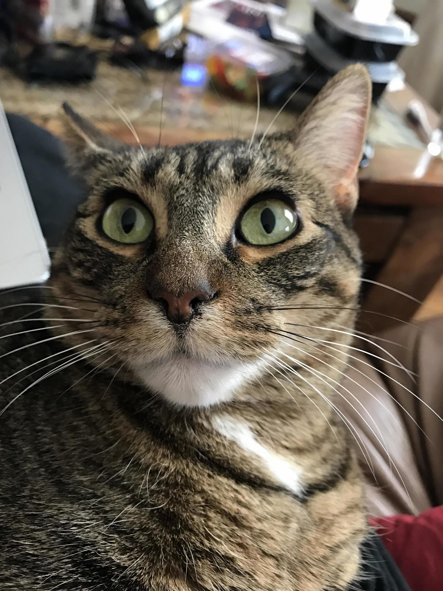 Cat - Shot on Iphone 7.