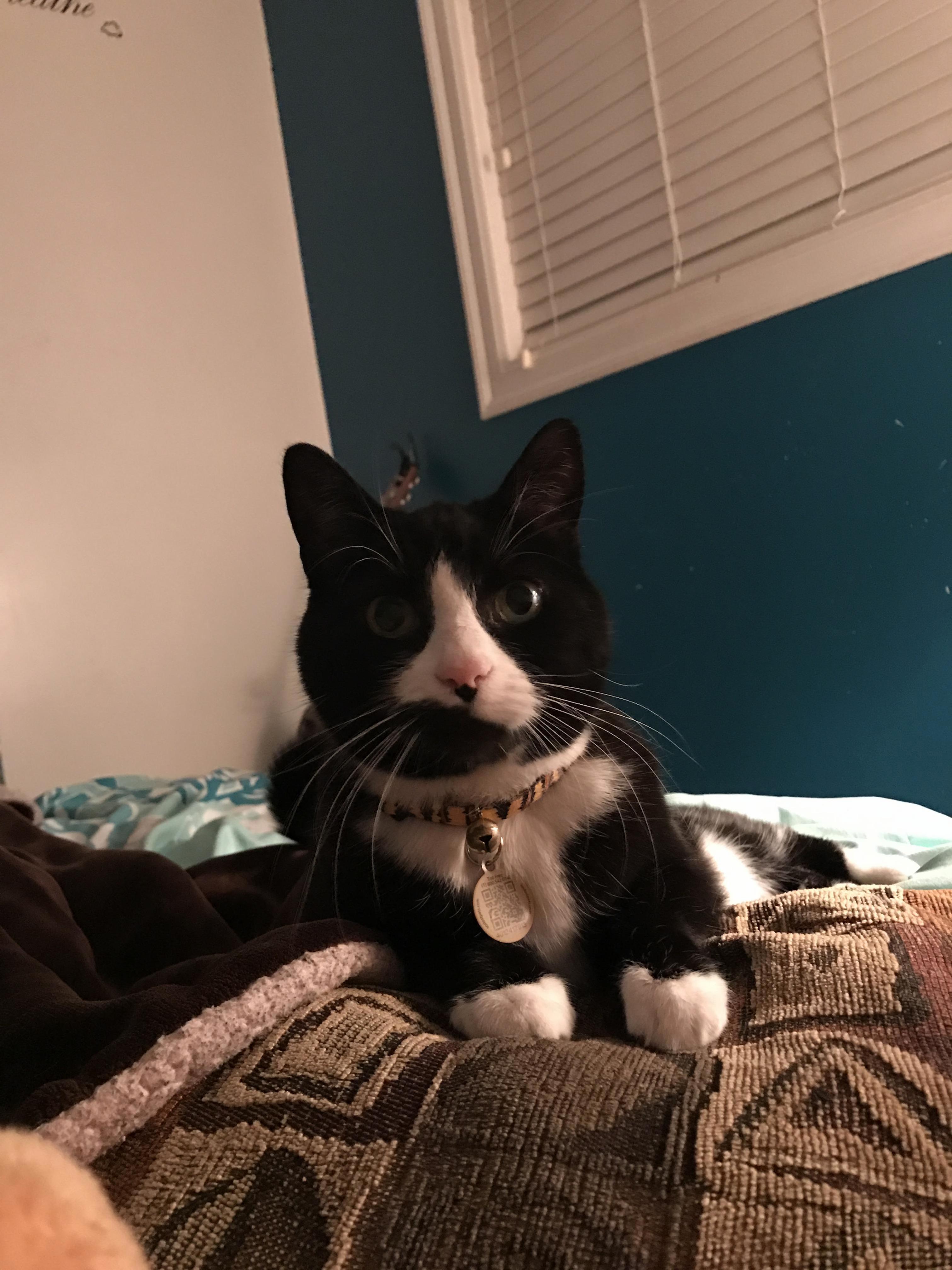 Cat Sits on Pillows Click Here to See What Happens Next