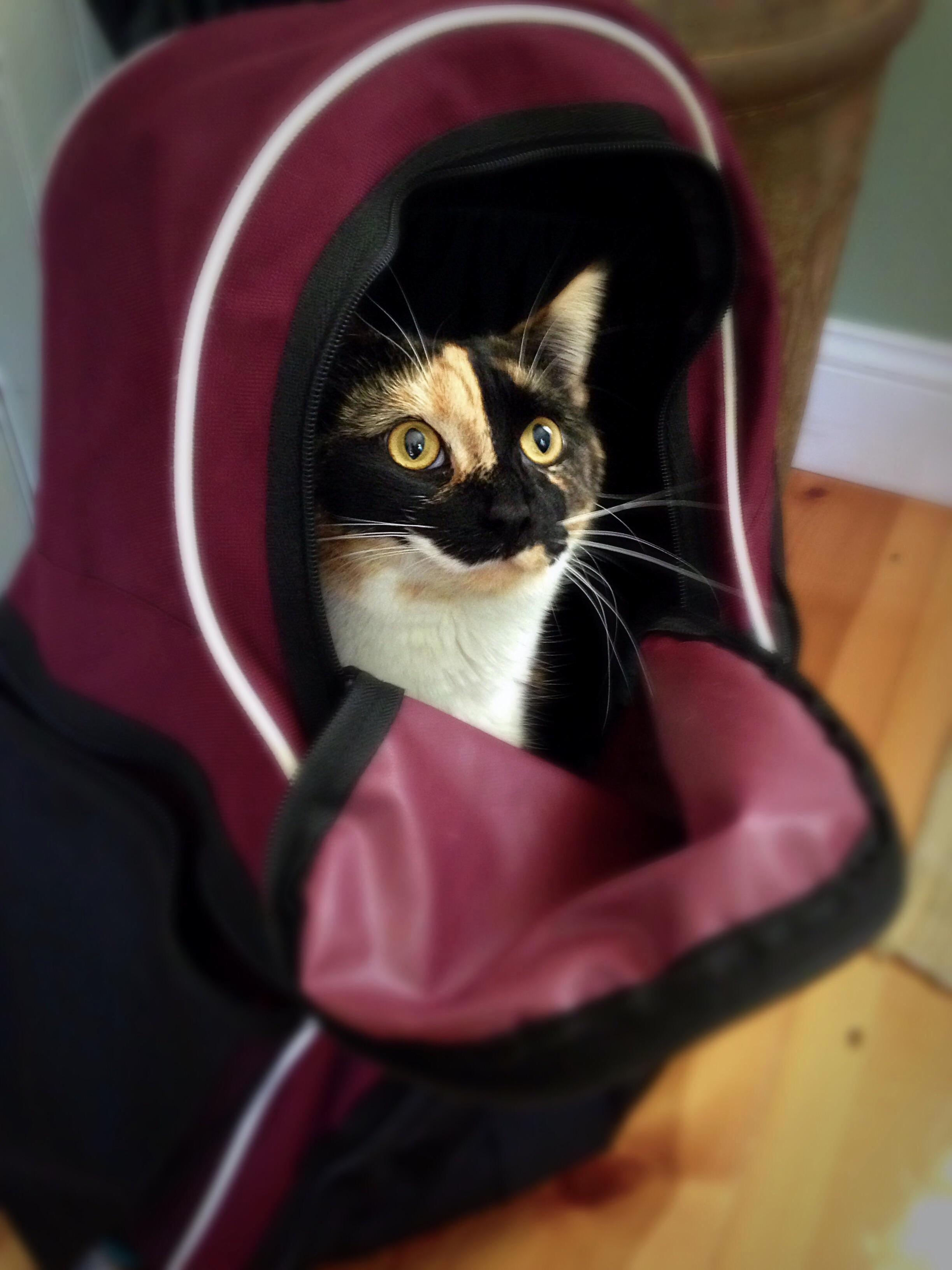 Cat Wanted to Go to Soccer with Me