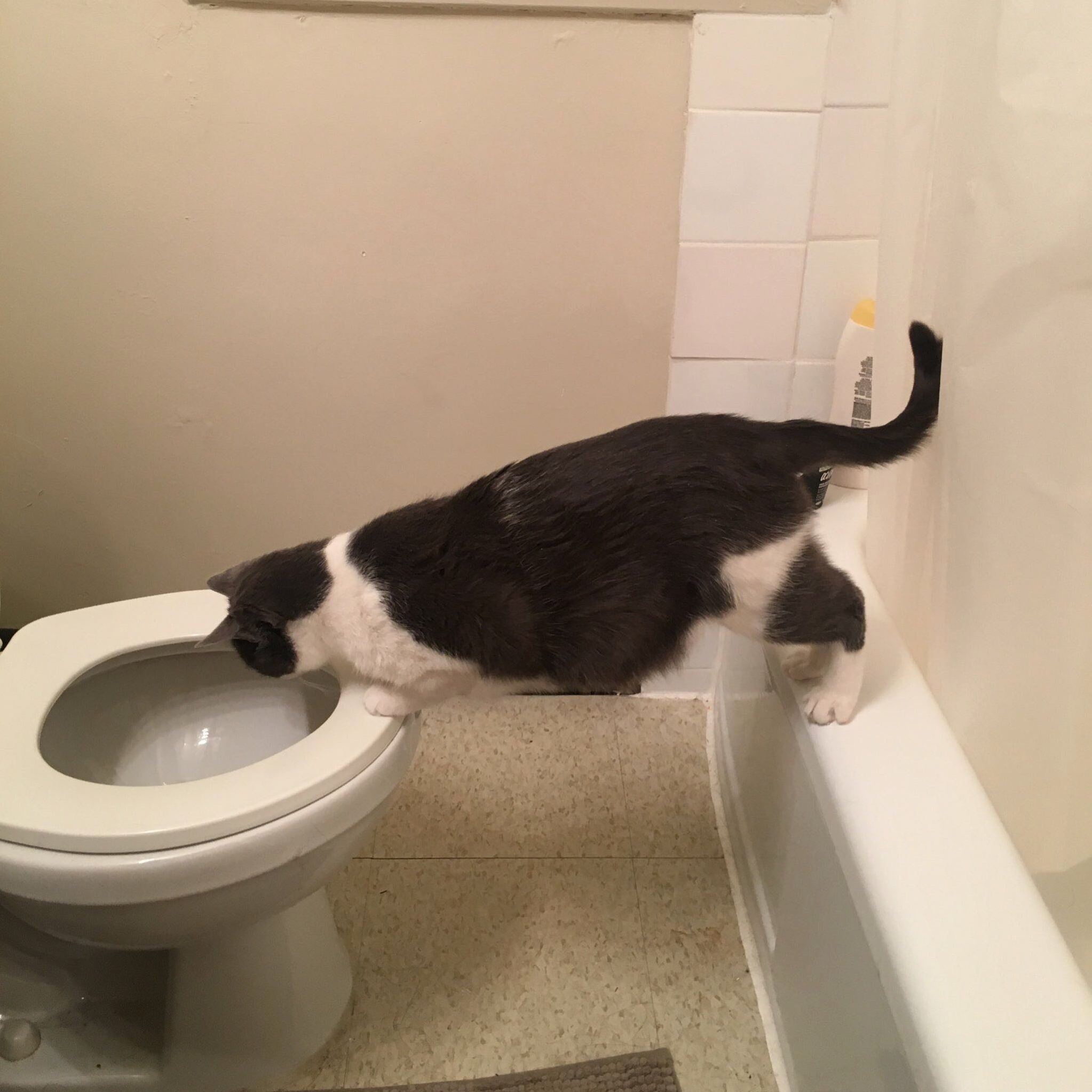 Cats Are Weird