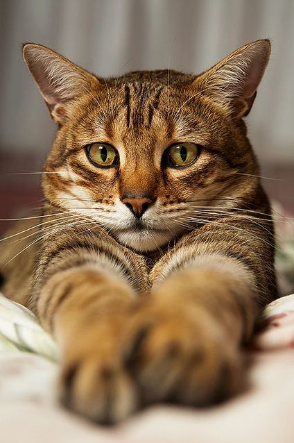 Cats Have Feelings End of Message