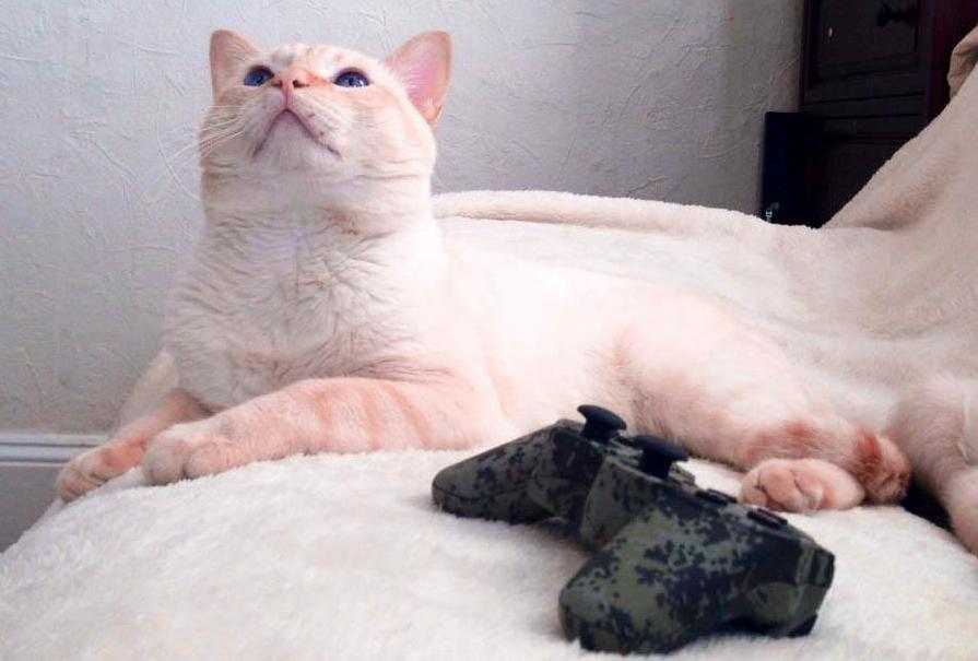 Ch Permes Helios of Midgard - Red Point Siamese