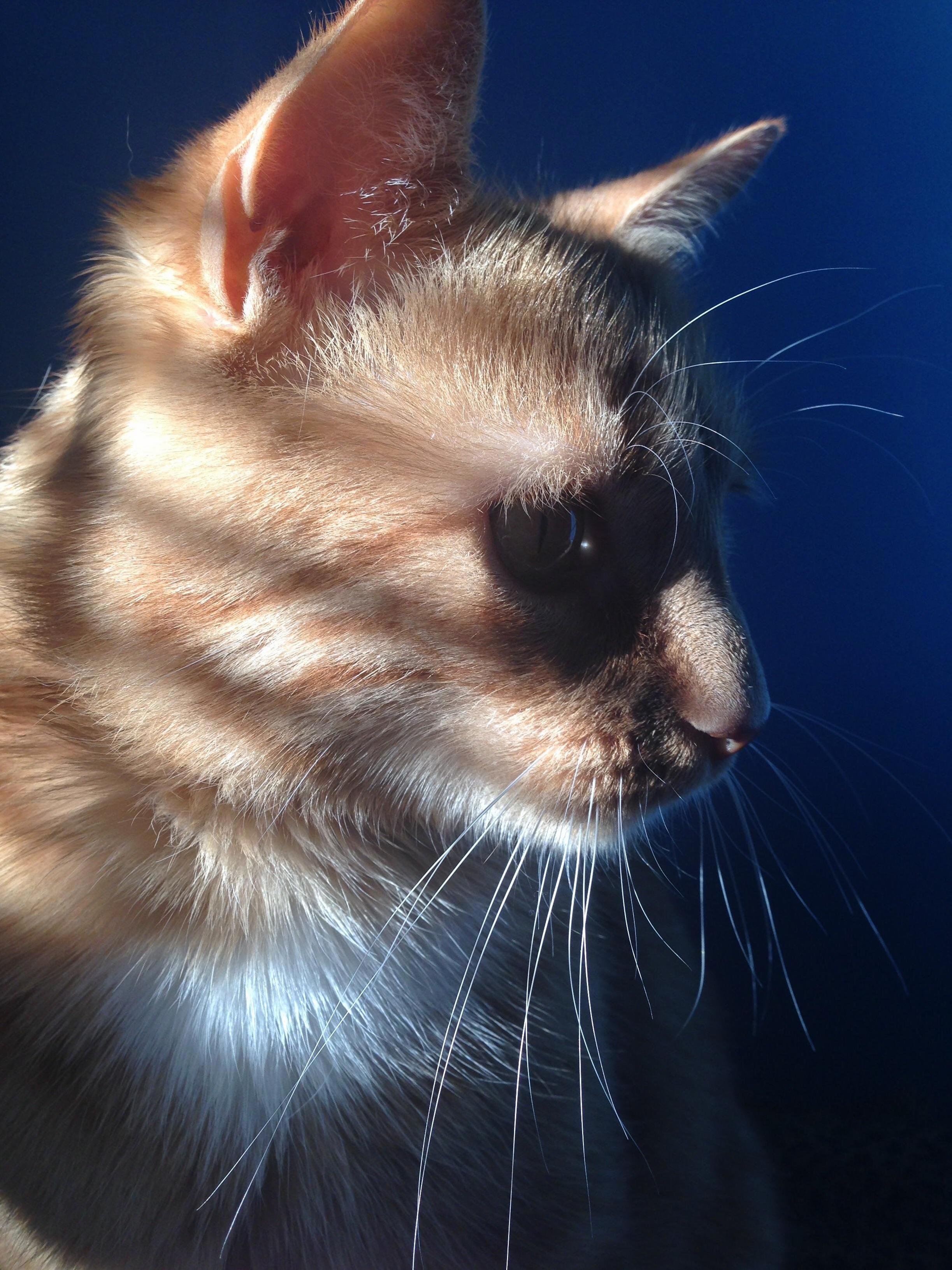 Cheddar Modeling in the Sunlight