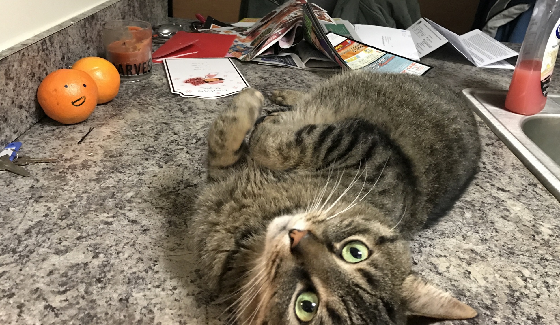 Chilling on the Countertops Has Never Been Ok Yet Here He Is...