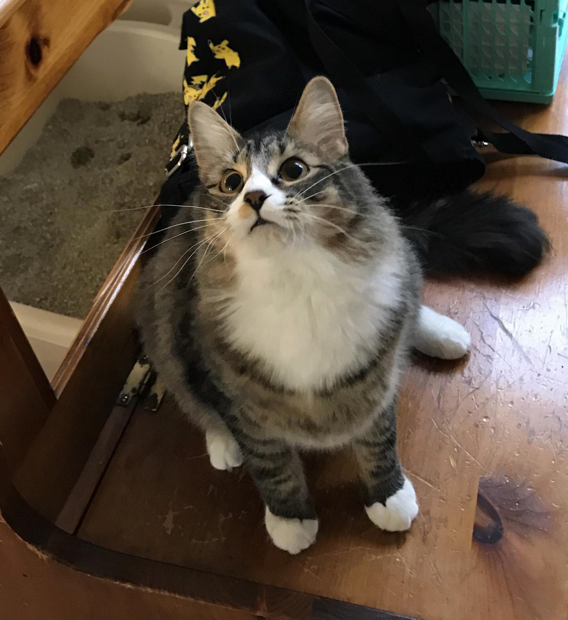 Clyde Wants Me to Throw the Toy Right Meow