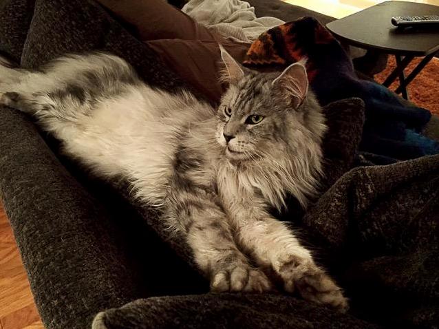 Congacoon Claims Shotgun - Dis Not Your Couch