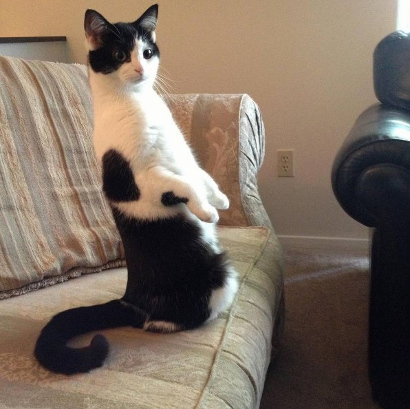 Cool Cat That Just Stands There Watching the Birds Outside the Window.