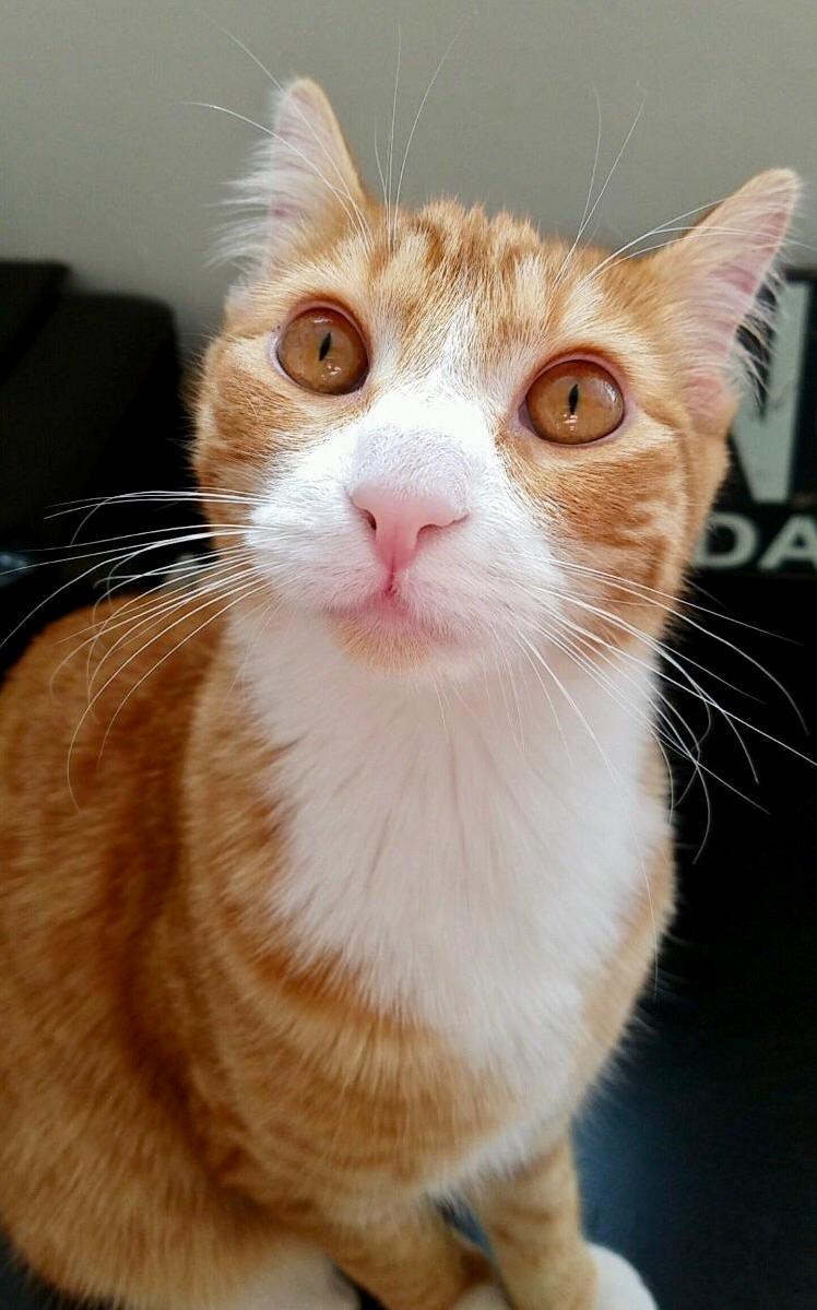 Coopers So Excited That He Can Finally Be a Part of Rcats
