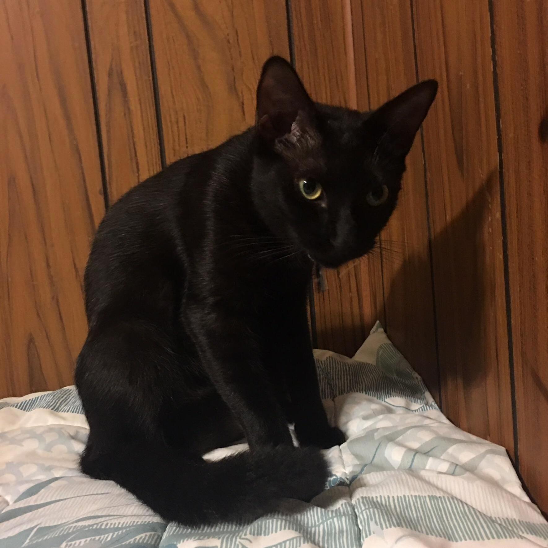 Cornelius