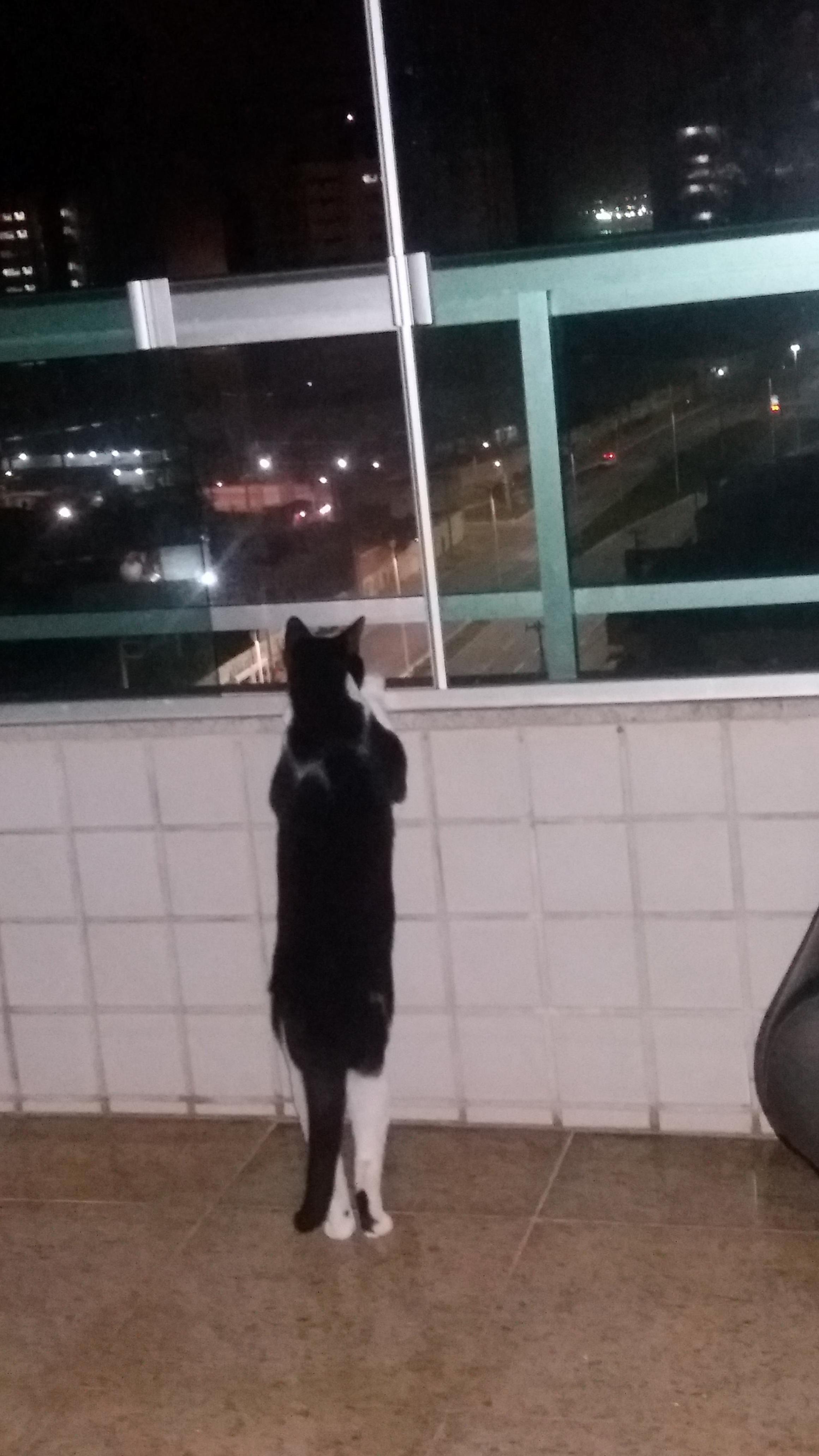 Curiosity