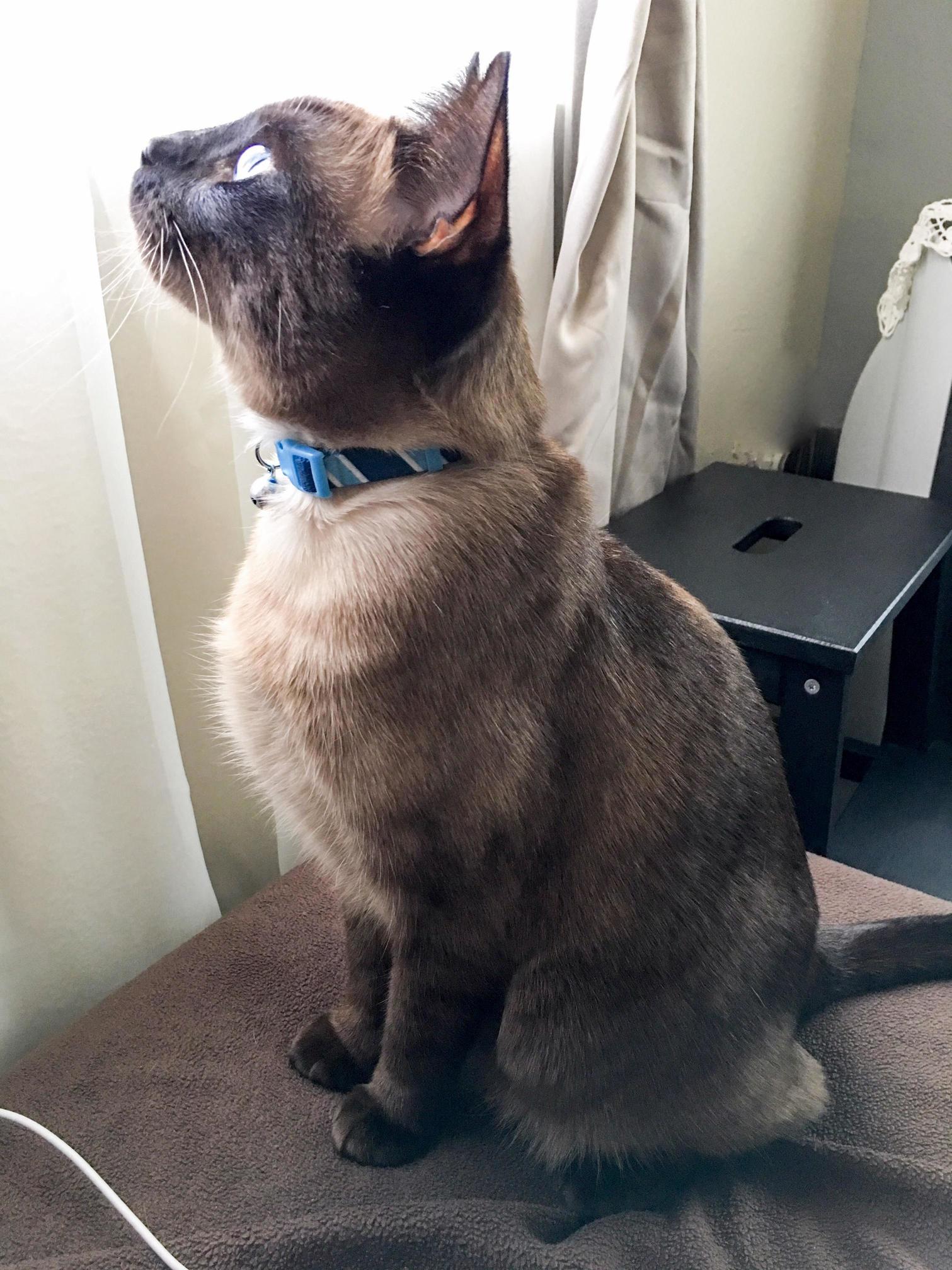 Curious Siamese