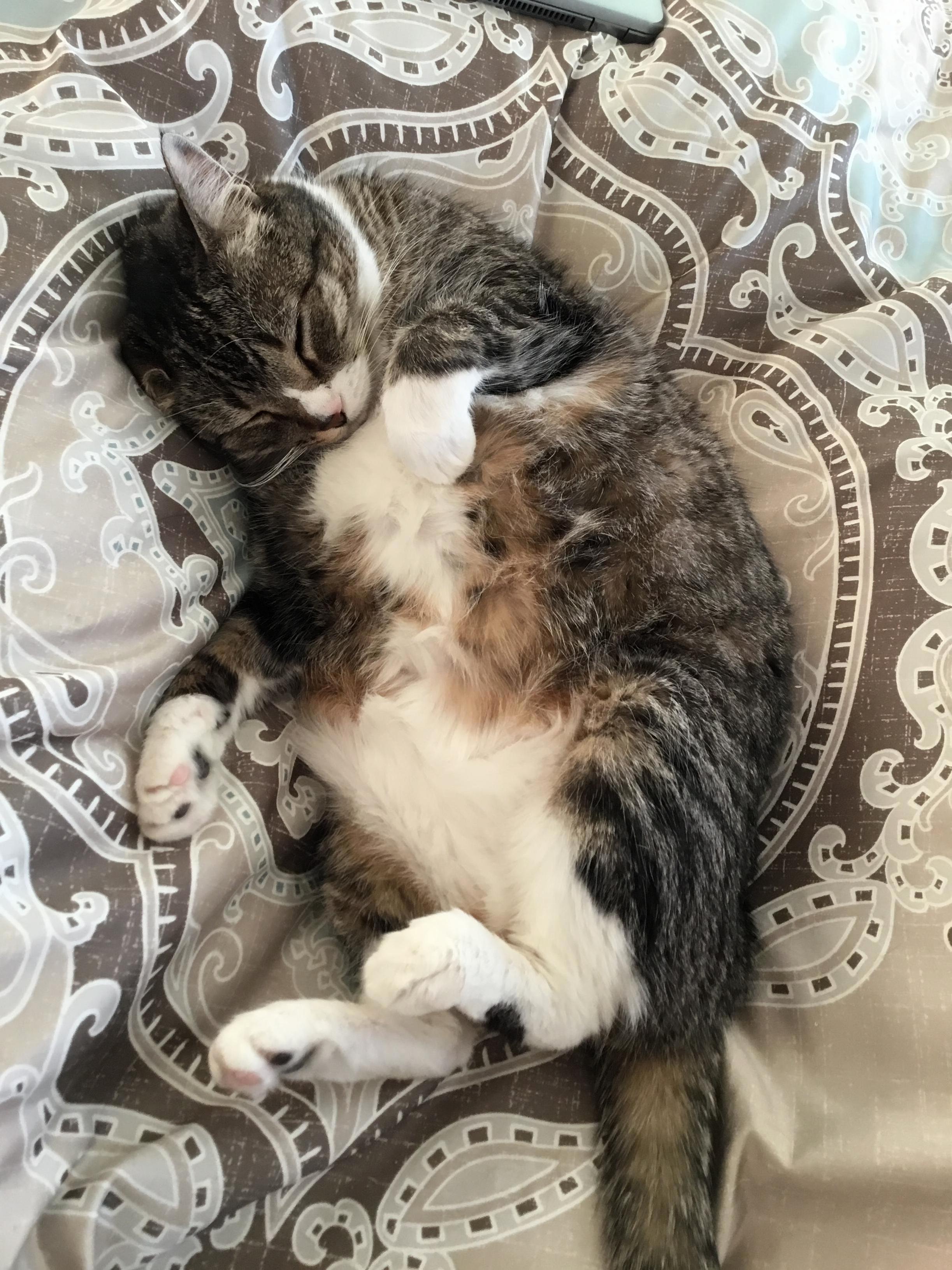 Curled Feetsies