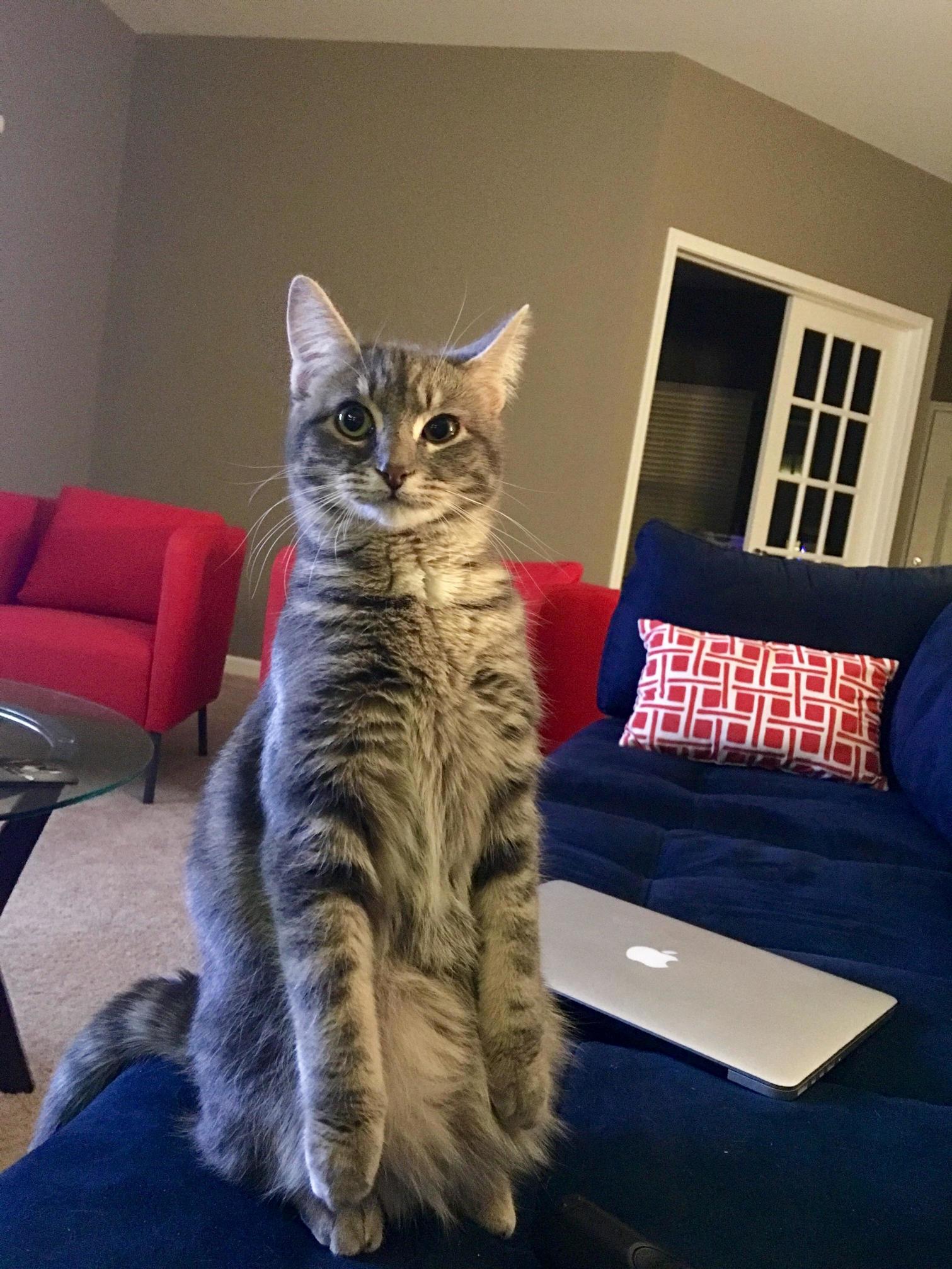 Daily Hooman Stand Practice