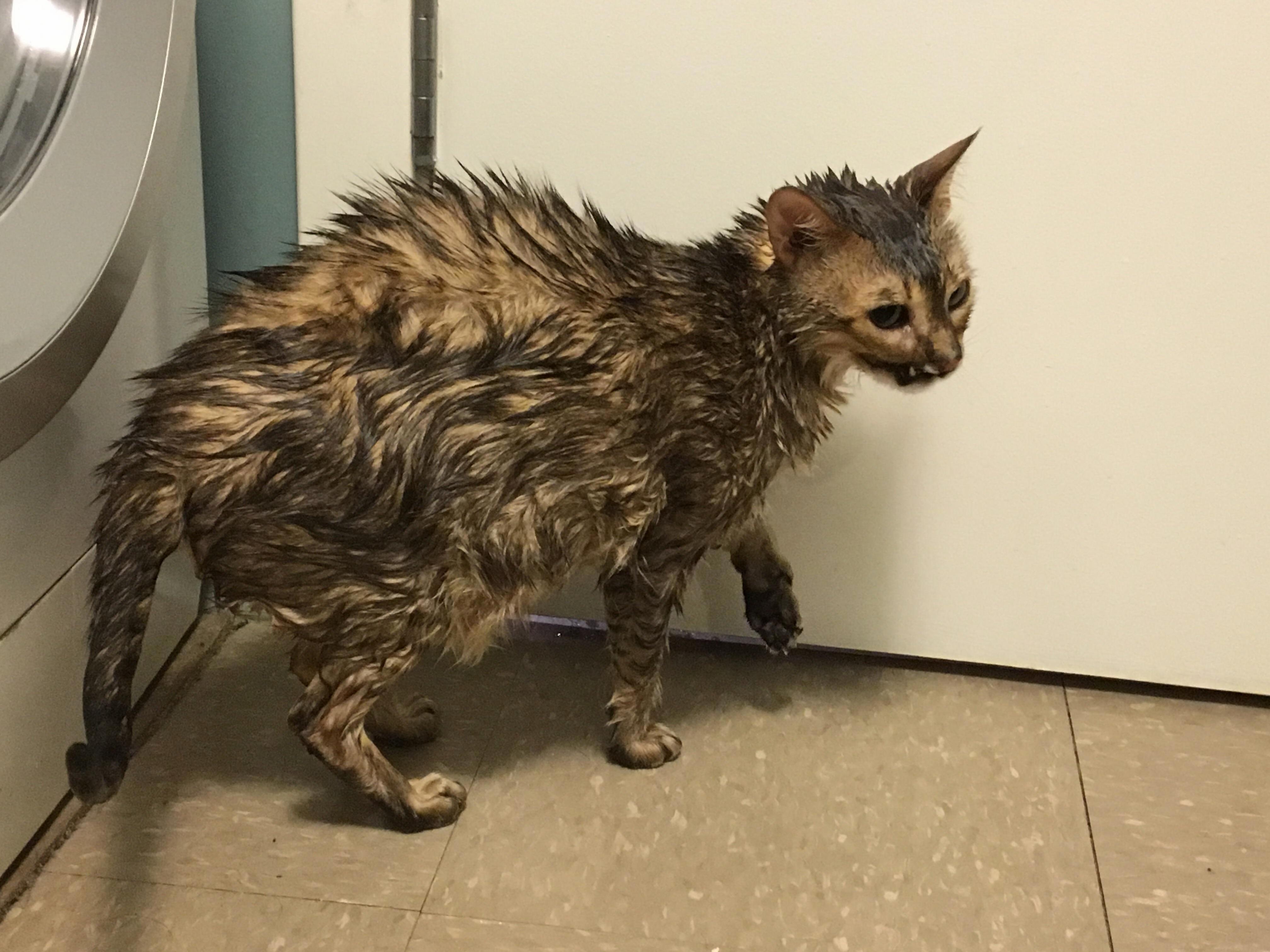 Dandy Decided It Was a Good Idea to Come in the Tub Today. Shes Been Shivering Under the Down Comforter Against Me Ever Since.