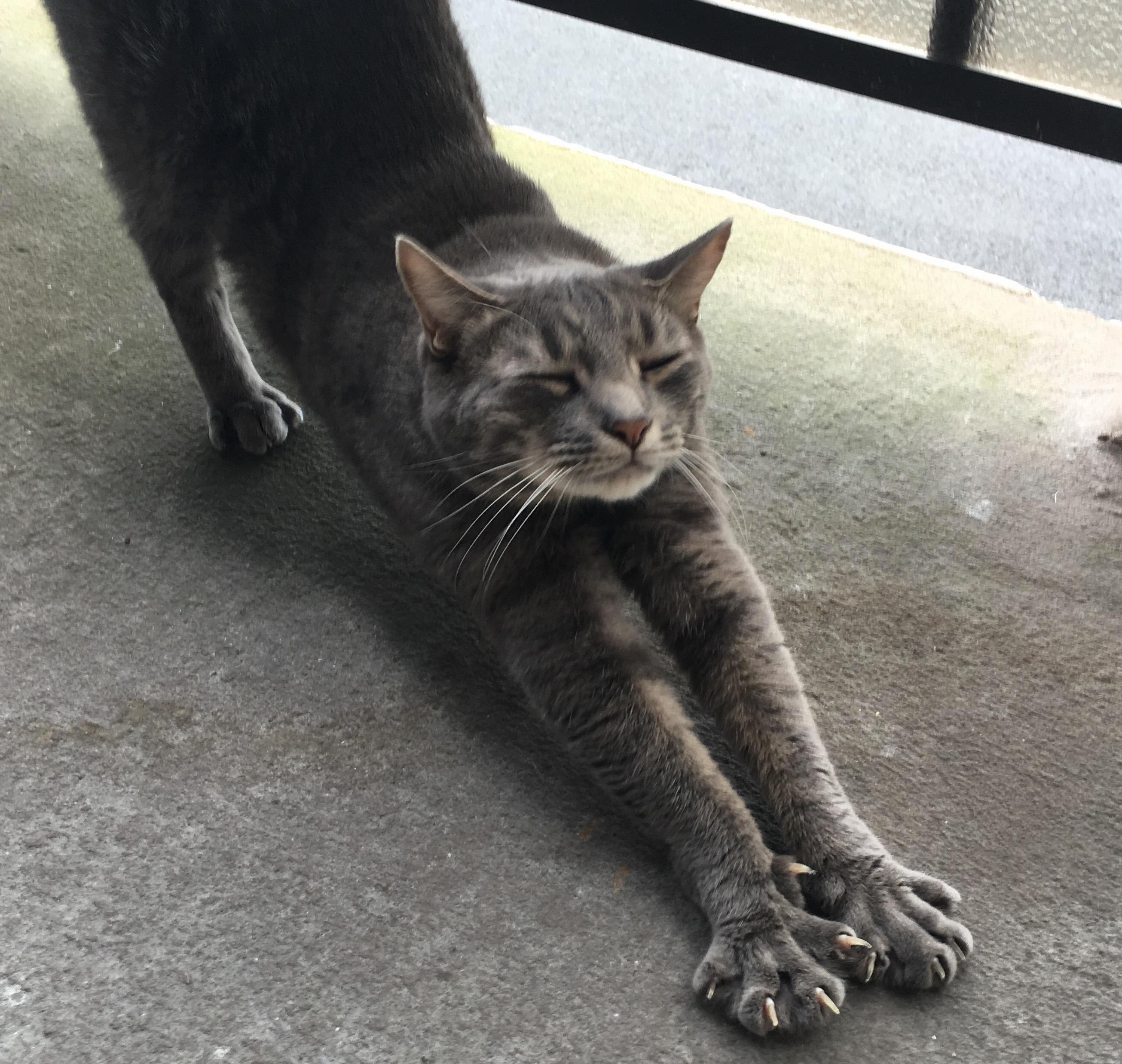 Dem Claws Though