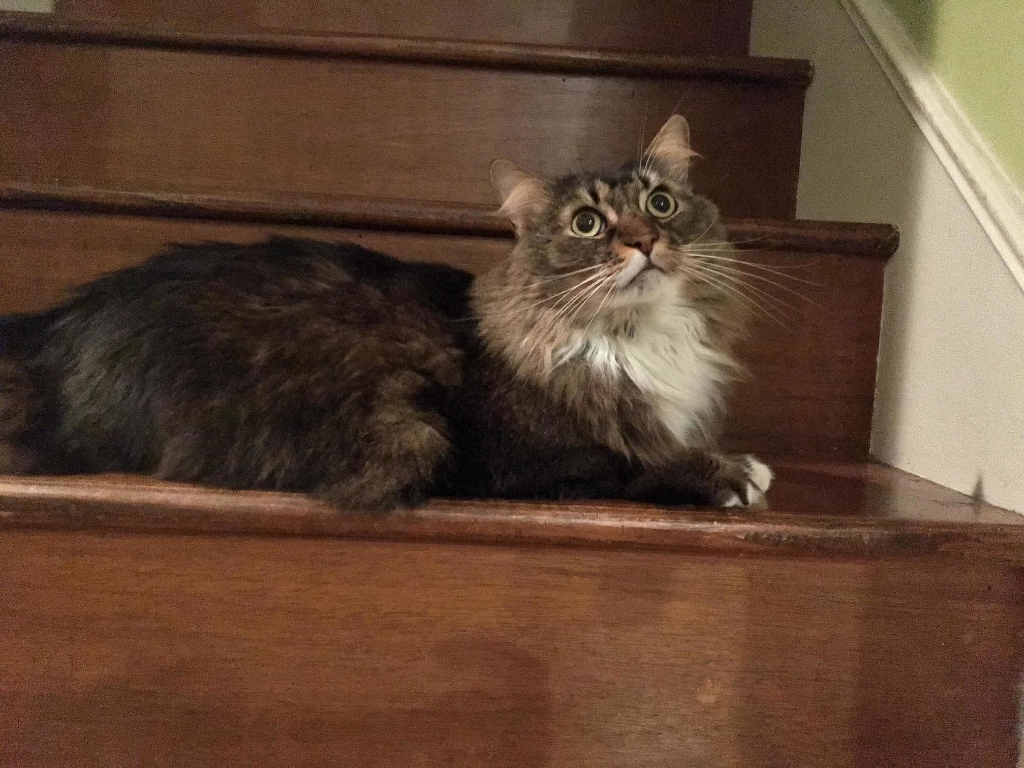 Does Anyone Know What Breeds My Cousins Cat Is