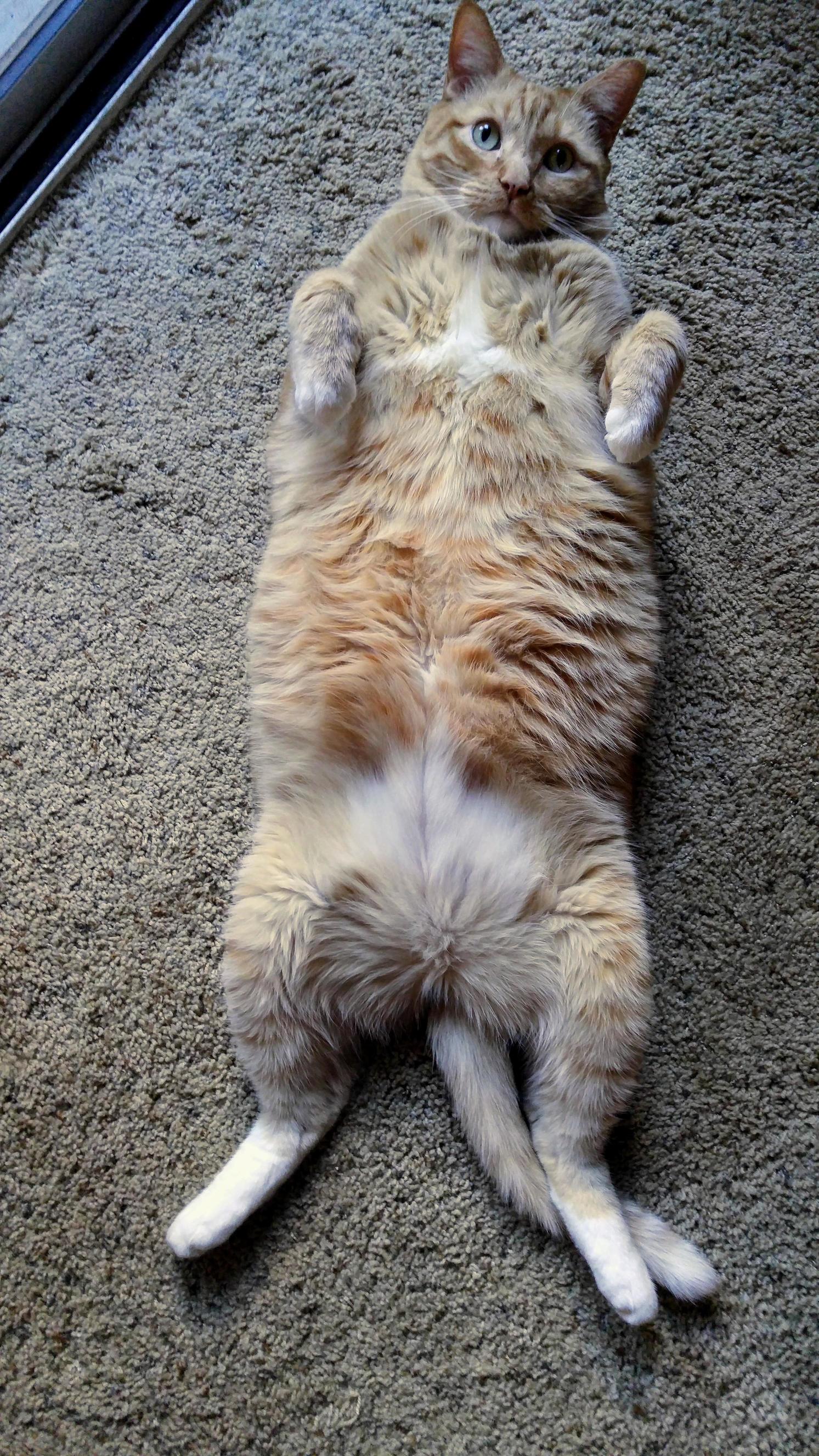 Does This Picture Make My Cat Look Fat