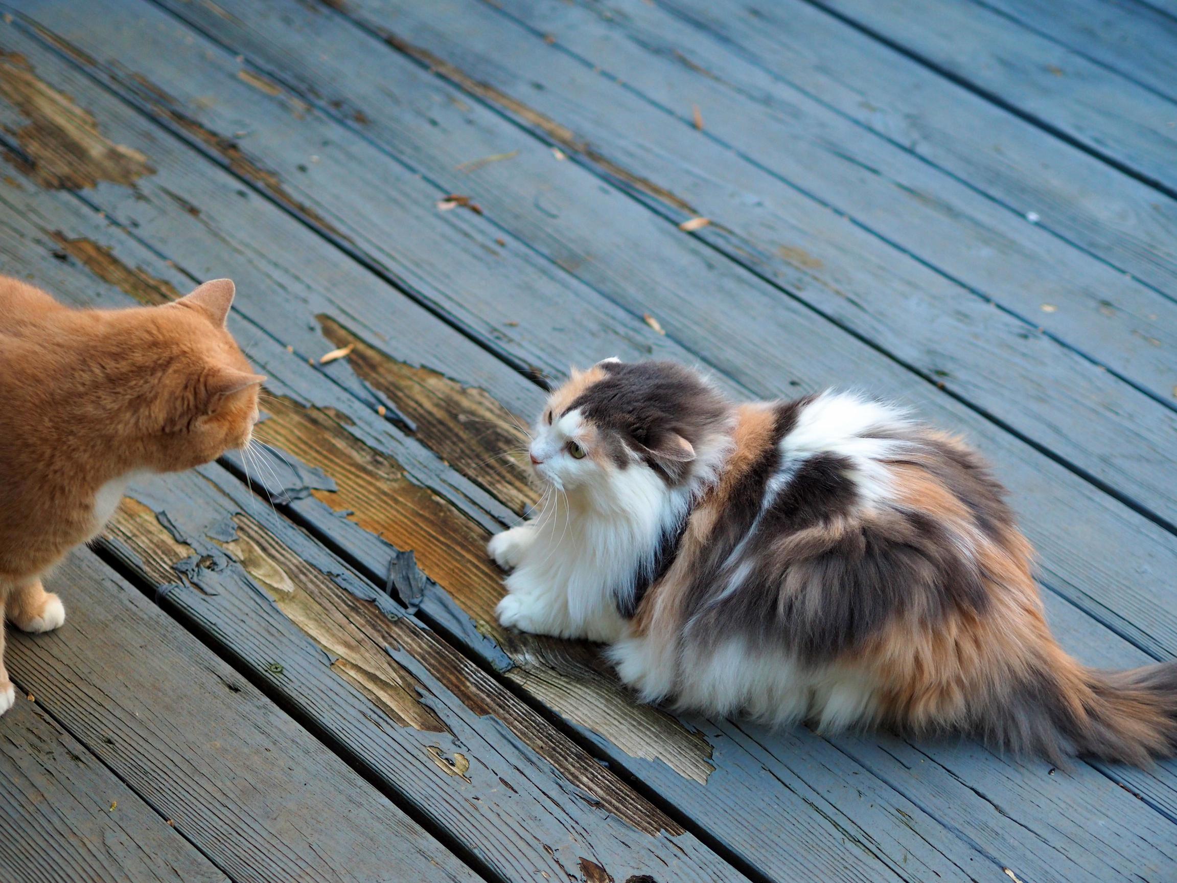 Dont Let the Photo Fool You... They Both Have Sass