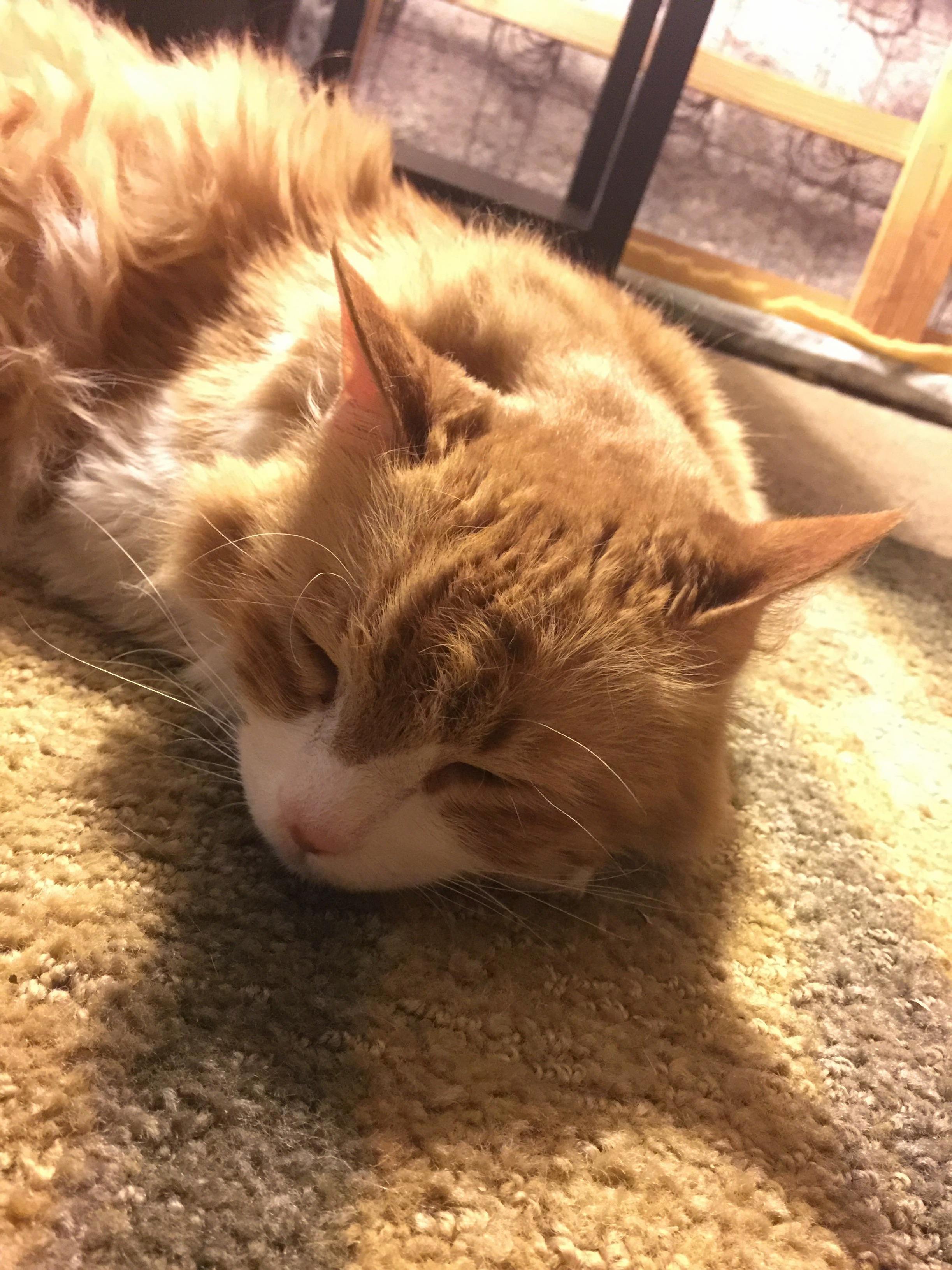 Dozy Tiger Bear. 14 This Year