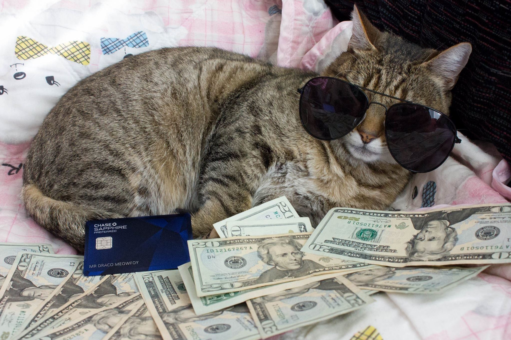 Draco My Baller Cat. Hes Pretty Spoiled.