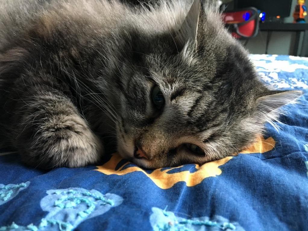Duncan Spends All Day on My Sons Bed Looking Depressed Until He Comes Home from School. As Soon As He Hears the Bus Drive by He Pops Up and Waits by the Door.