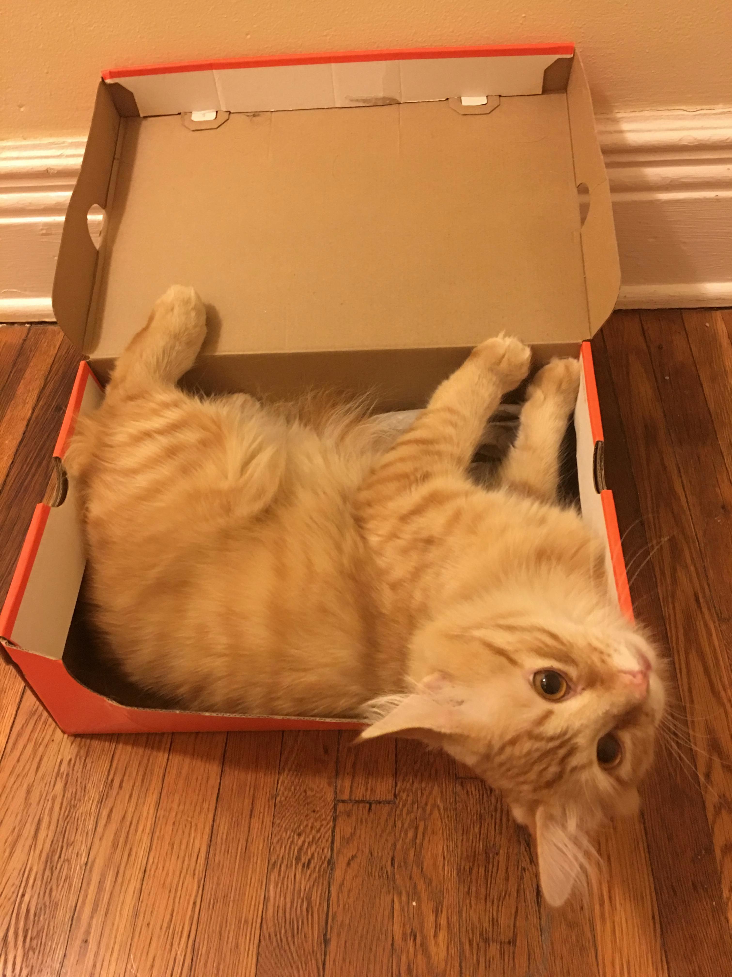 Ernie Wants to Fit So Bad