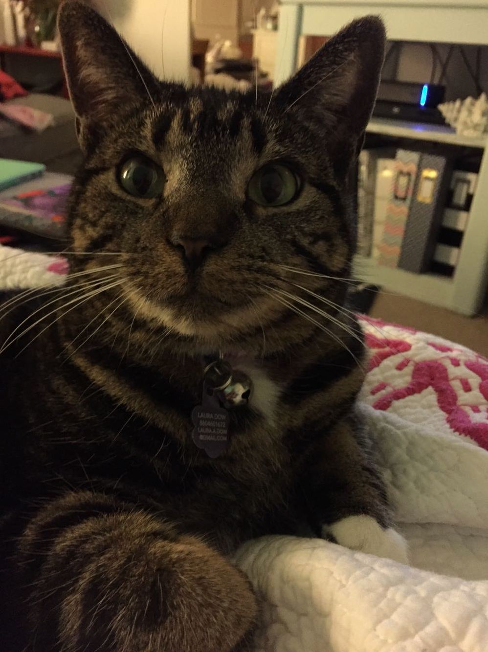 Evie Resting on My Lap