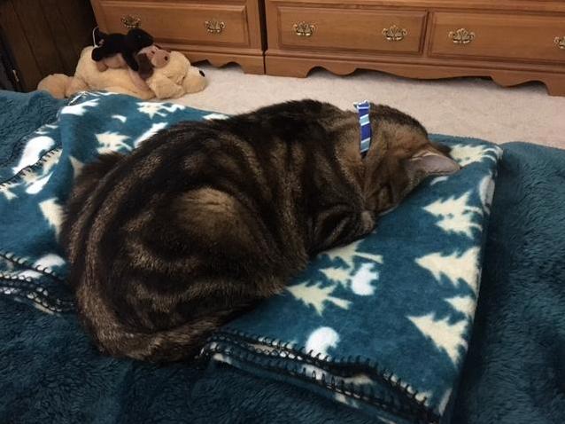 Face Plant