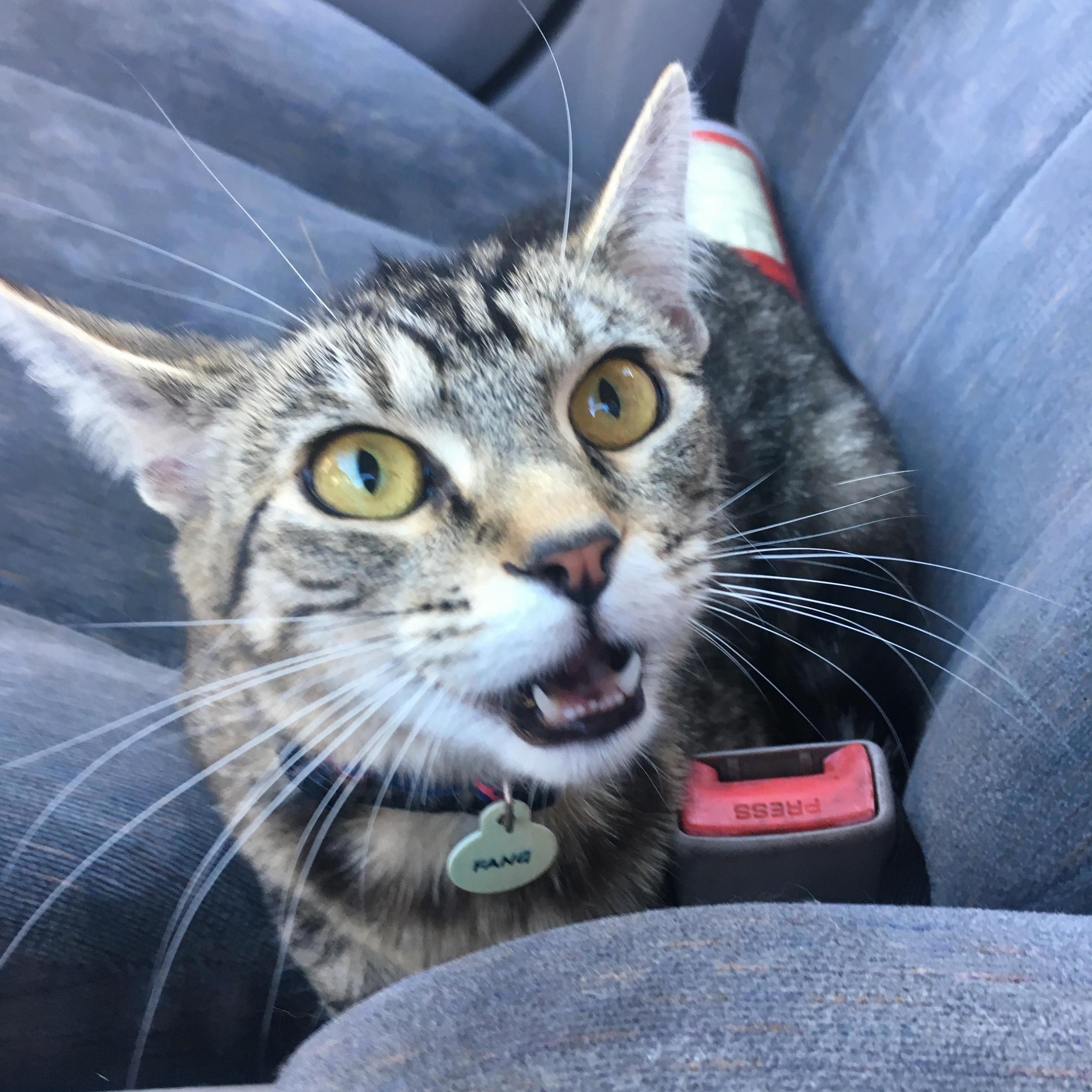 Fang Always Looks So Nice After a Day at the Groomers