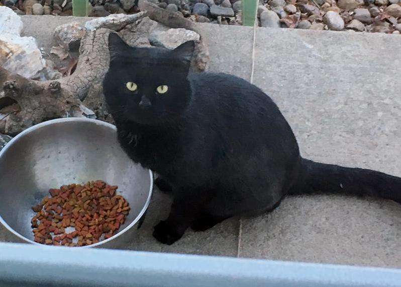 Fat Faced Feral