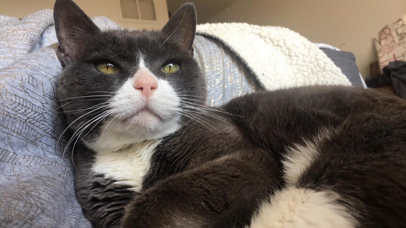 Fiv Cats Need Love Too