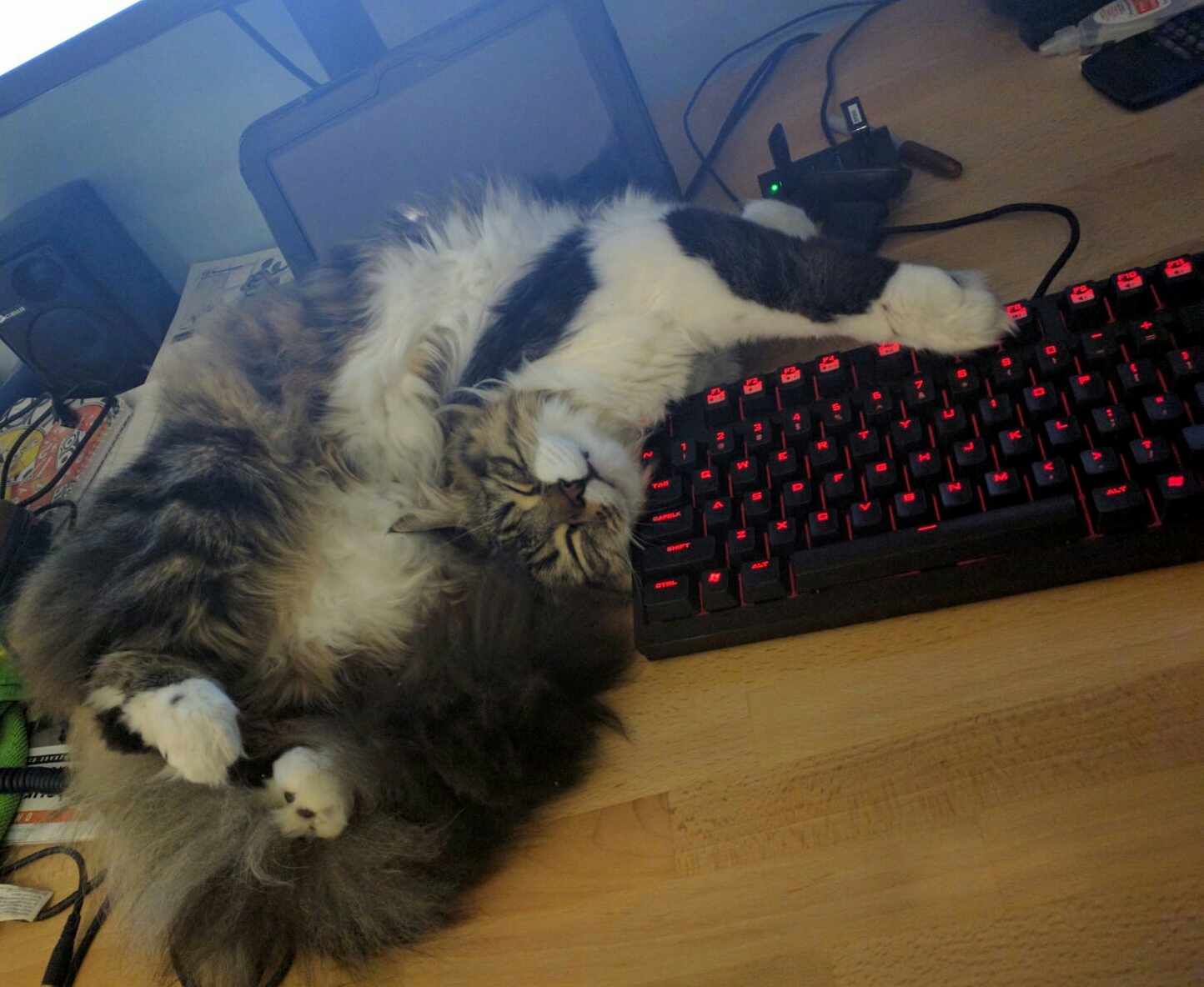 Floof Has No Bones When He Sleeps
