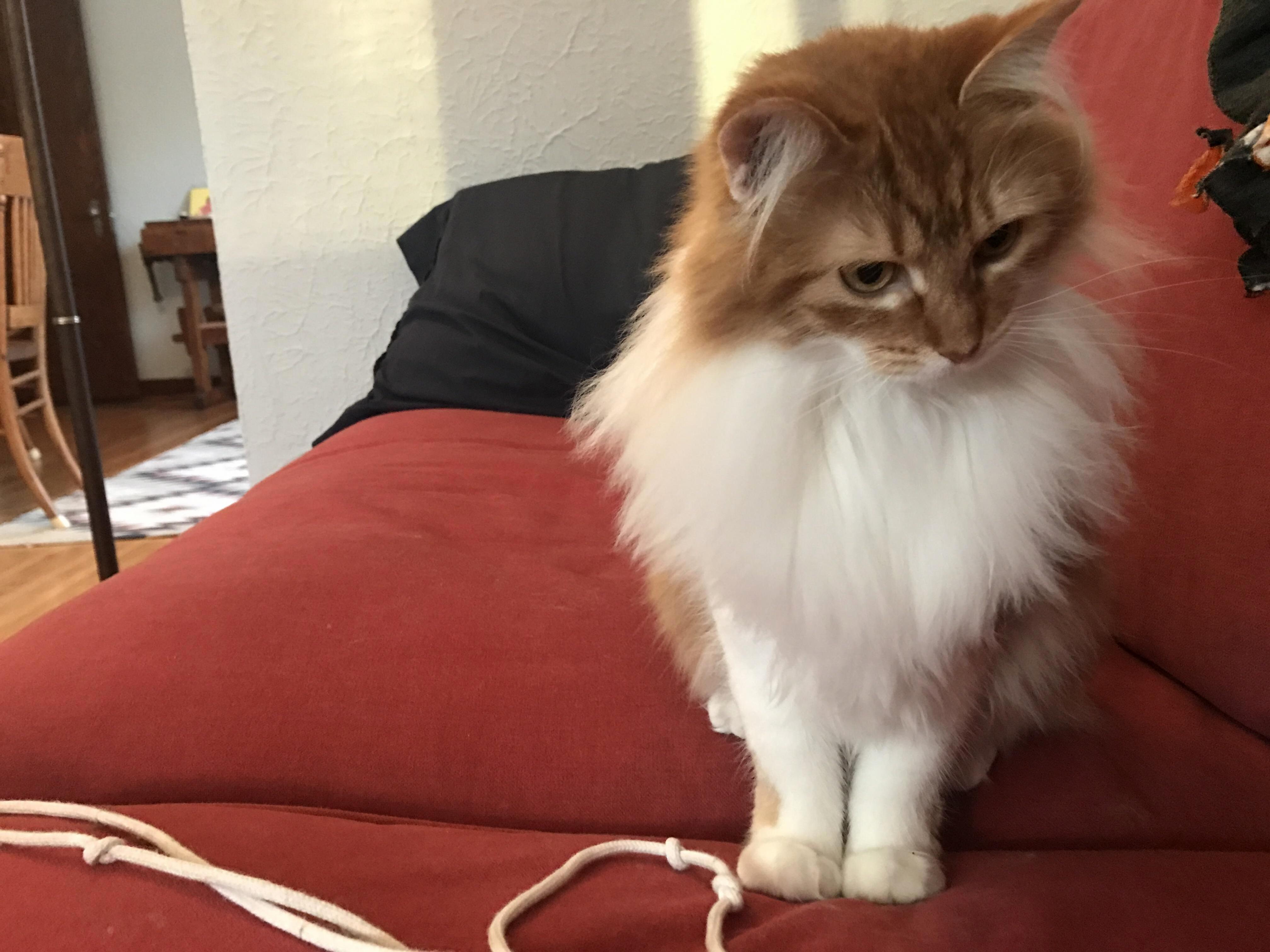 Fluff