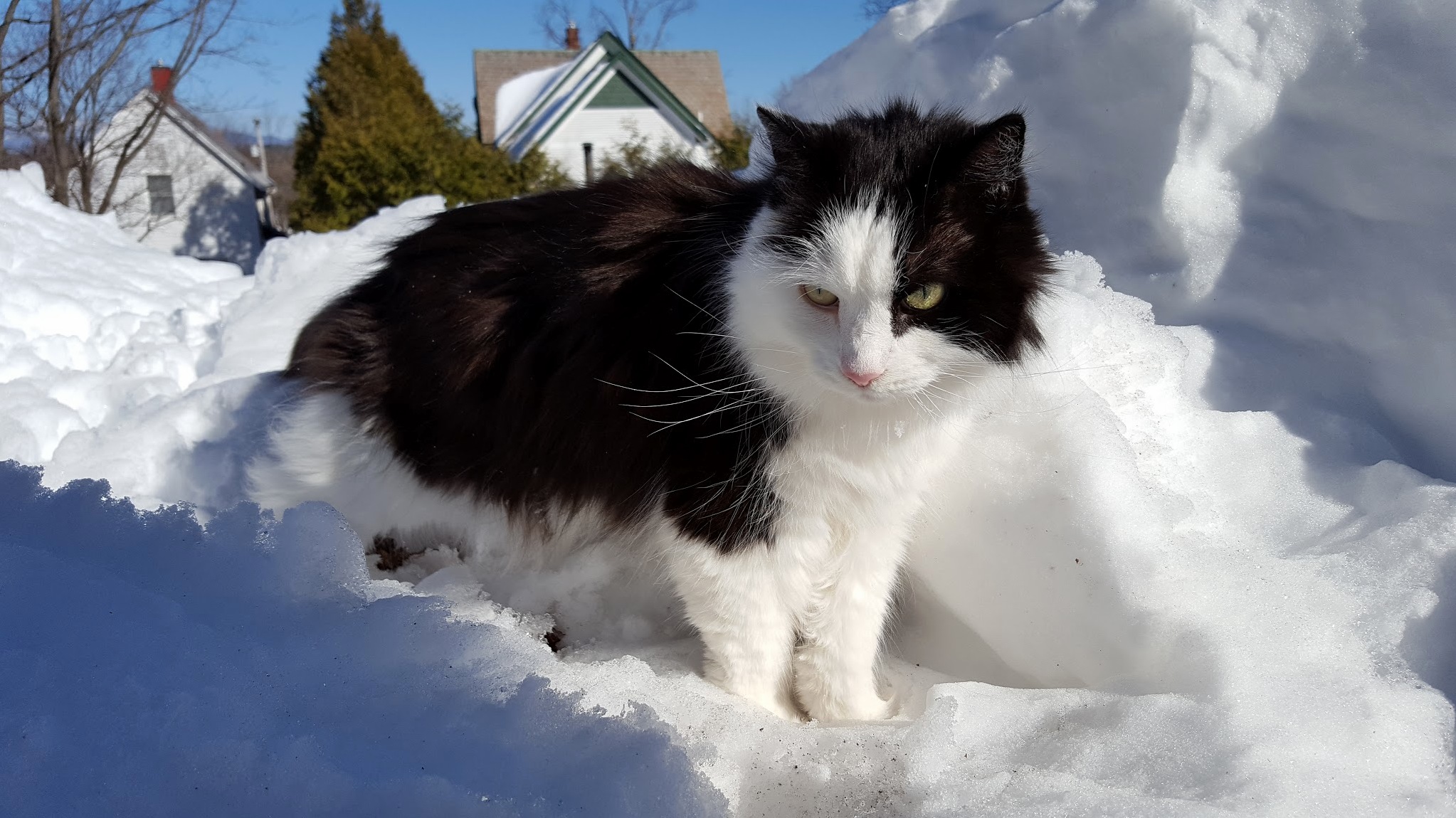 Fluffy Maine Coon Mountain Kitty