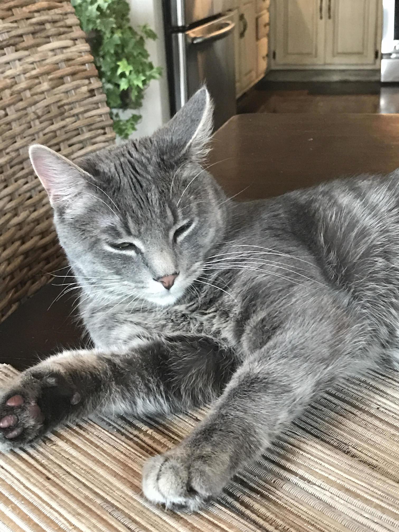 Fluffy Model