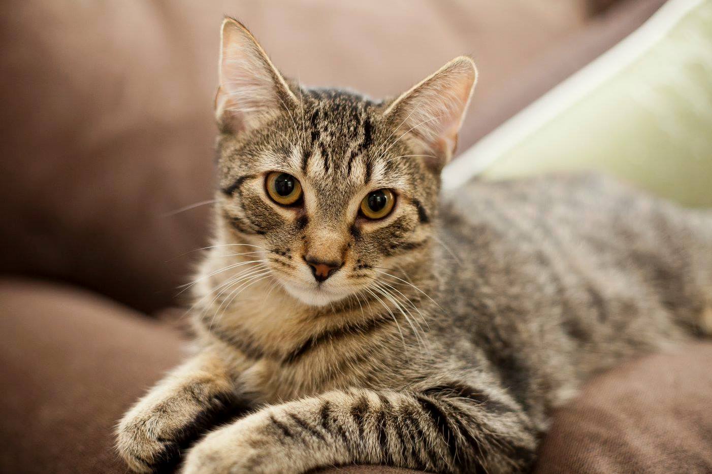 Fluffykins
