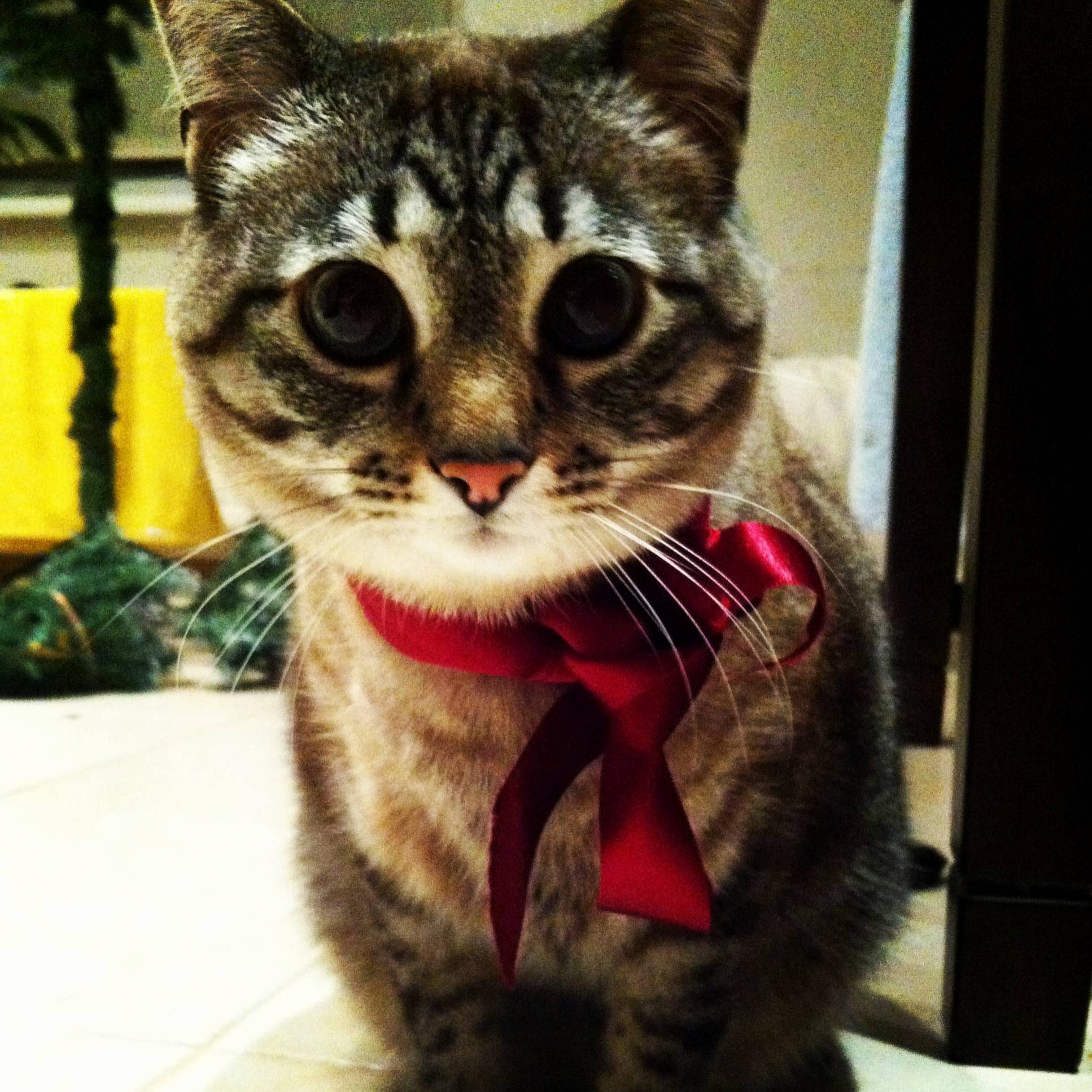 Found a 4 Year Old Pic of My Kitty Cat Her Name Is Perla Pearl