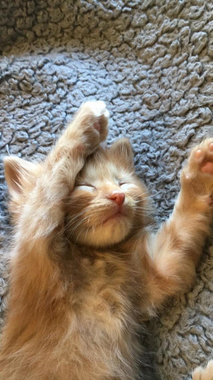 Found Little Simba Stretched Out and Purring.