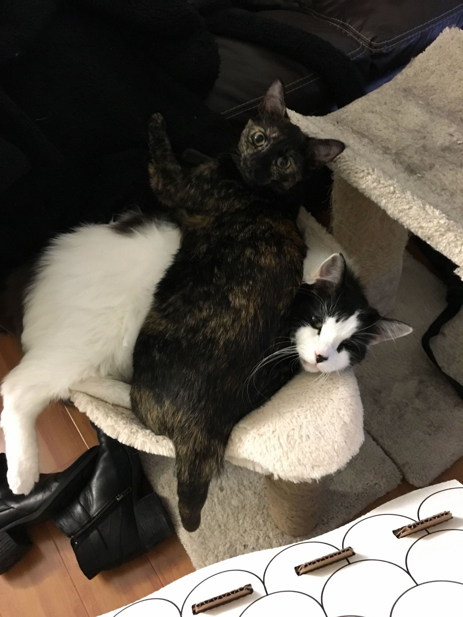 Found Our Youngest on Top of Our Older Cat. He Used to Get Pissed but Now Hes Given Up