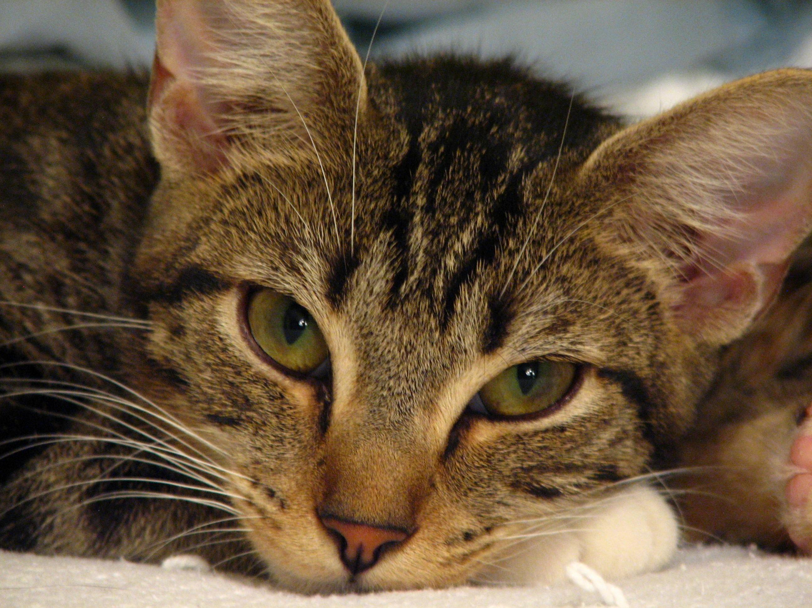 Found Starving Fostered Fed Fixed and 3 Months Later She Has a New Home