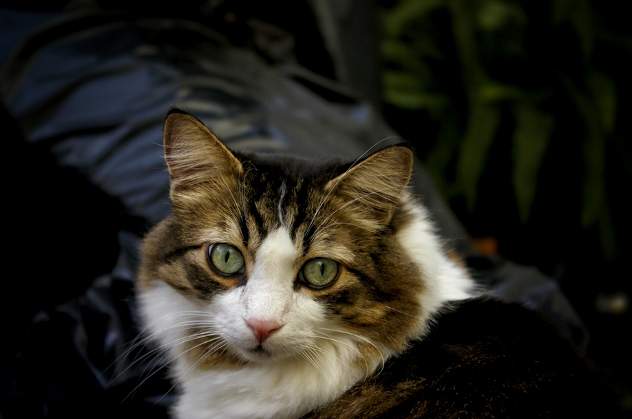Found This Little Fur Ball Miles Jameson in Our Backyard 6yrs Ago Hes Been Apart of the Family Ever Since.