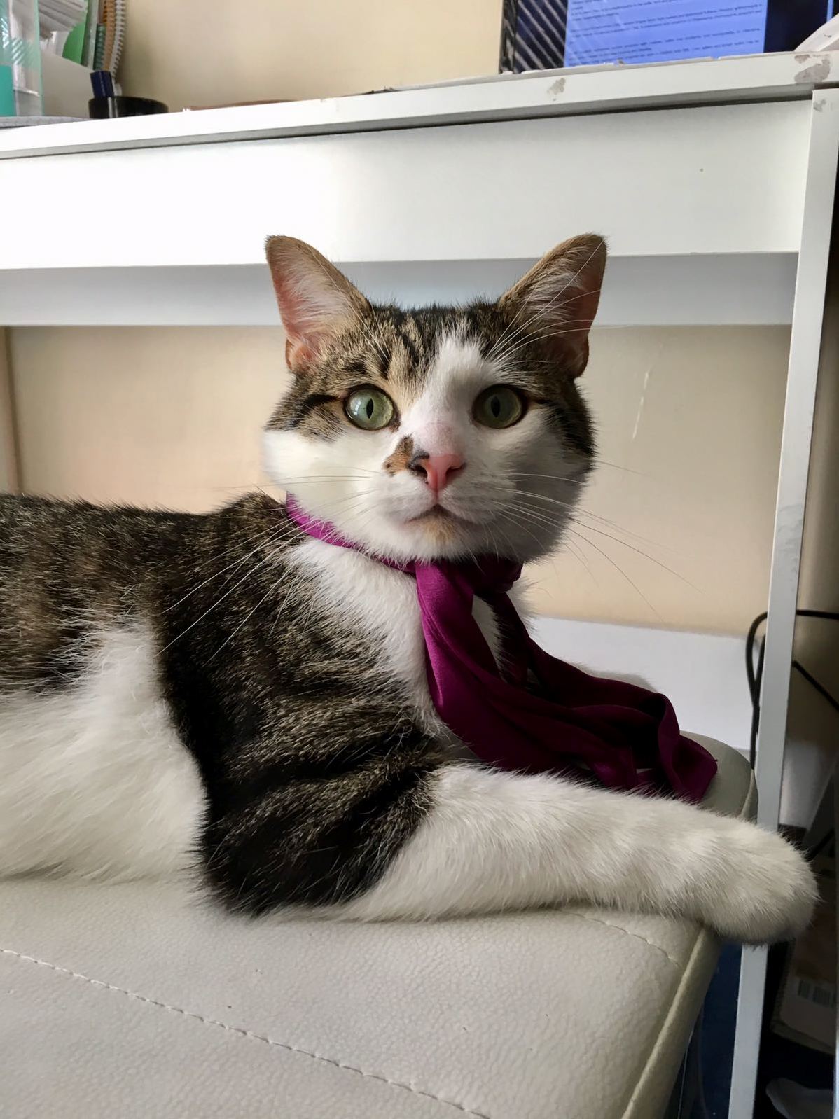 Giggles at His New Job As a Professional Hoomin Imposter.