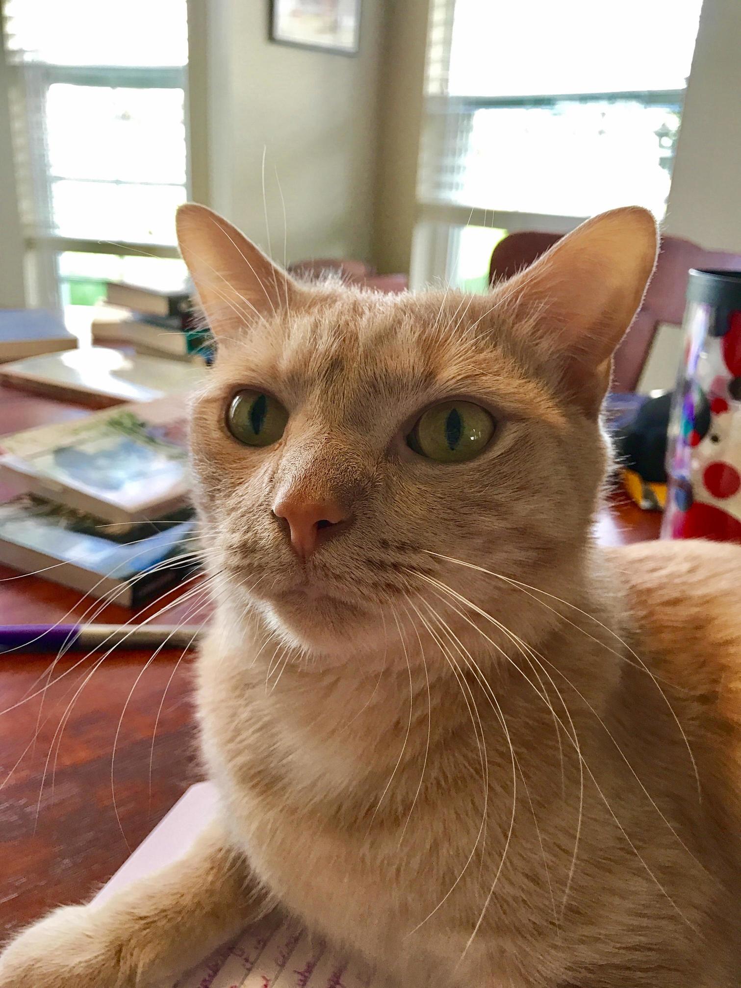 Gilderoy Providing Some Emotional Support While I Study for Grad School