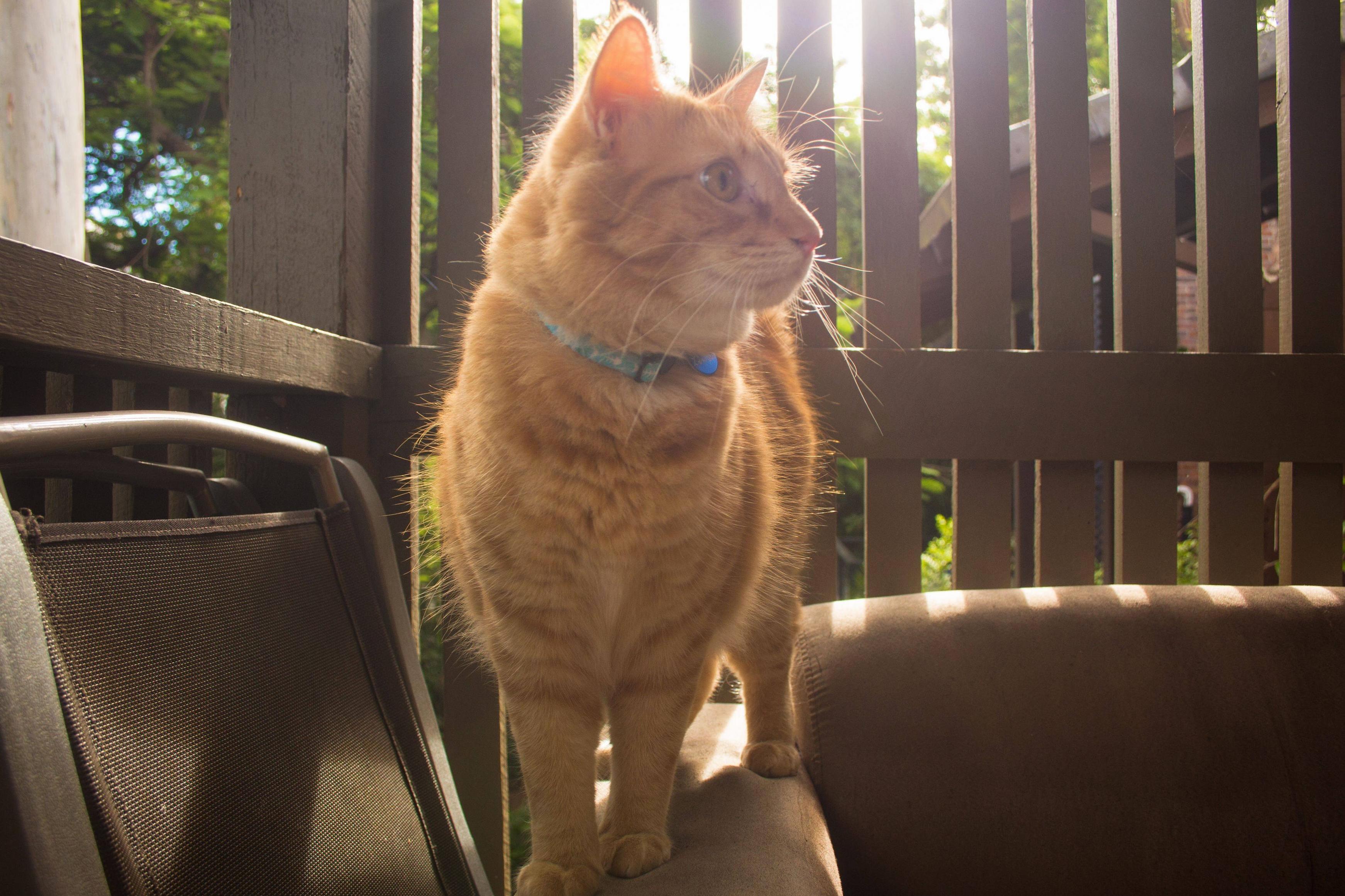 Ginger in the Sun