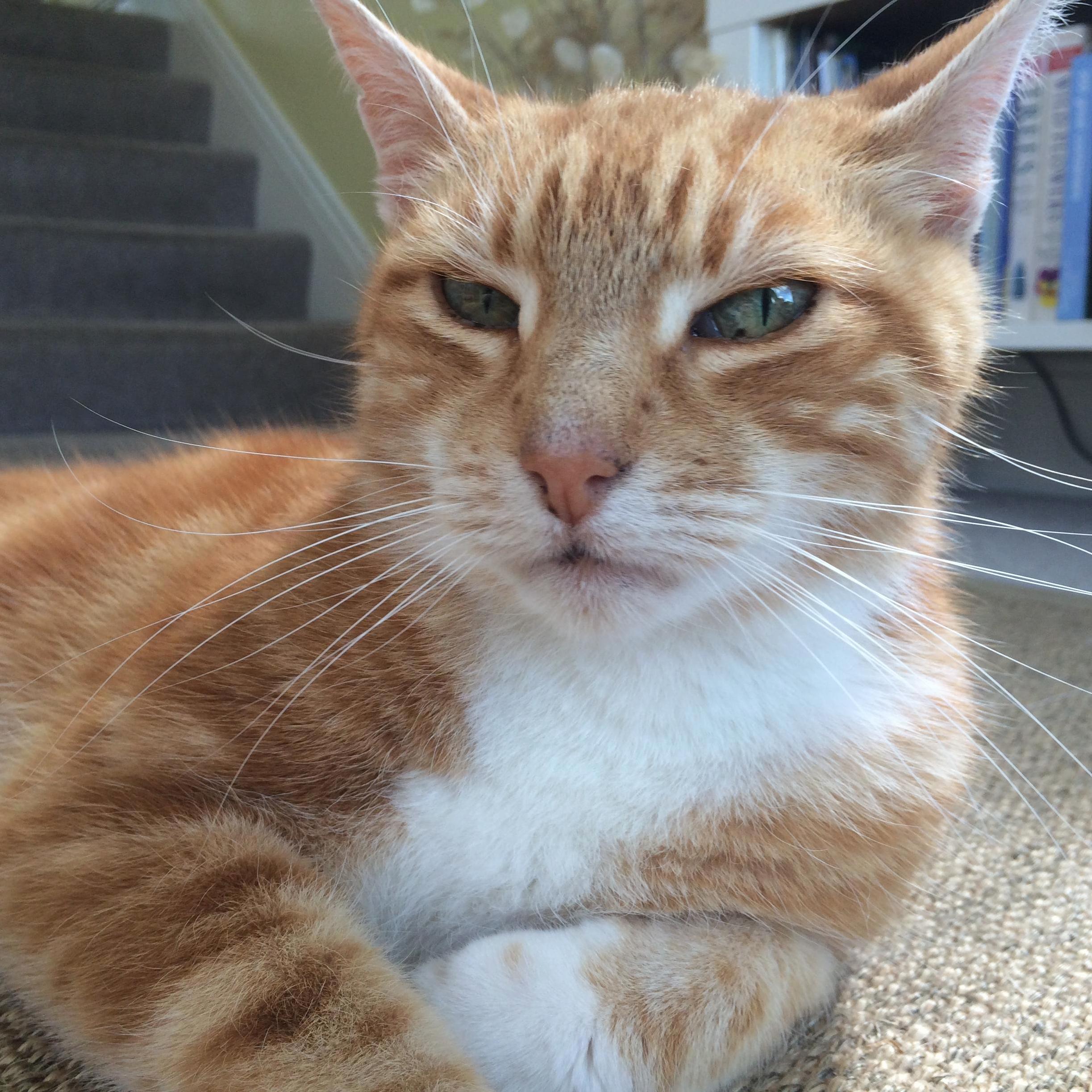 Ginger Wants to Know Who Dares Interrupt My Nap Time