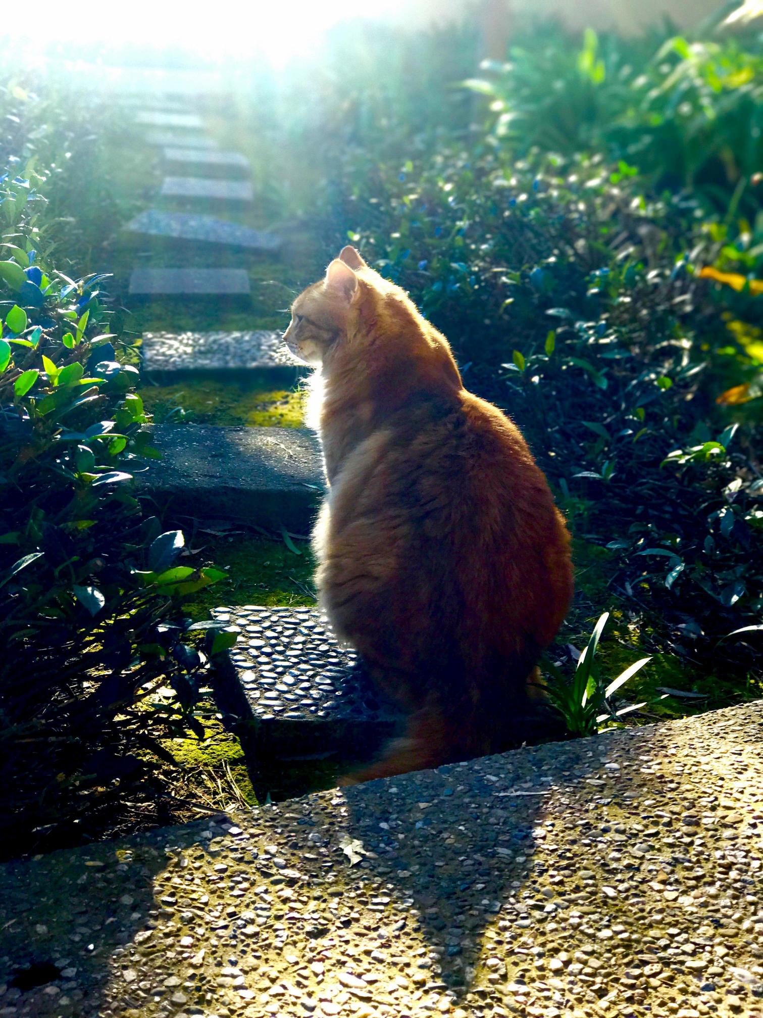 Goku in the Garden
