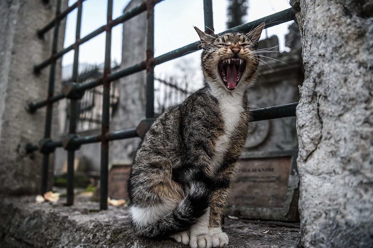 Good Meowrning