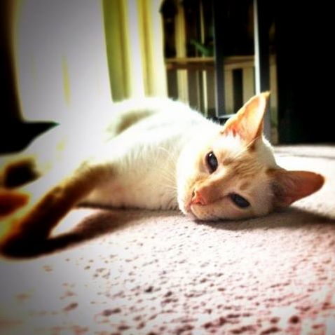 Goodbye to a Long-time Friend