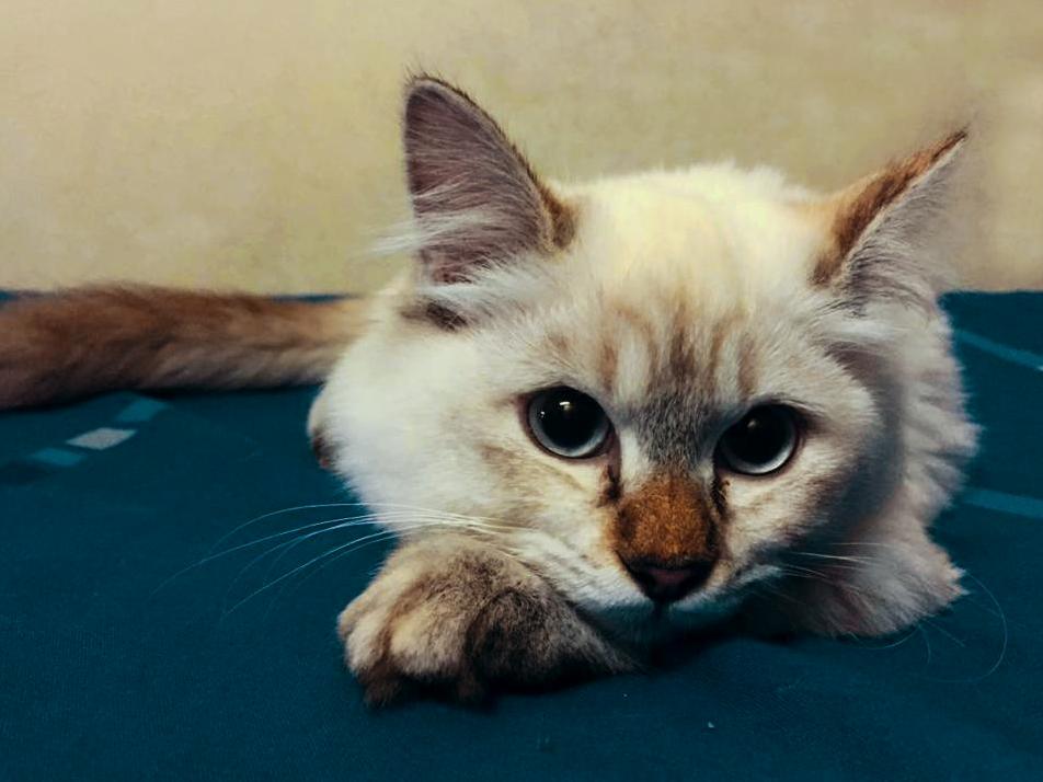 Got This Girl Today Meet Mayu.